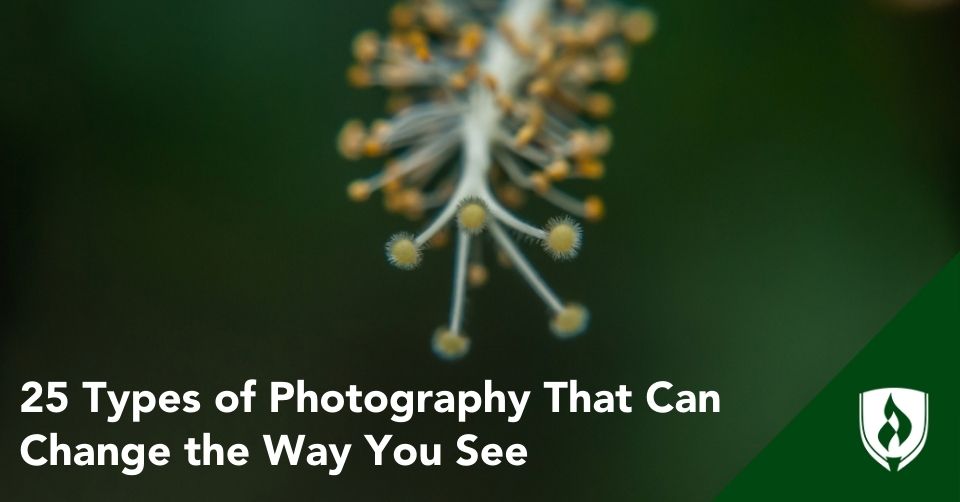 A zoomed in view of the stamen on a bottlebrush flower
